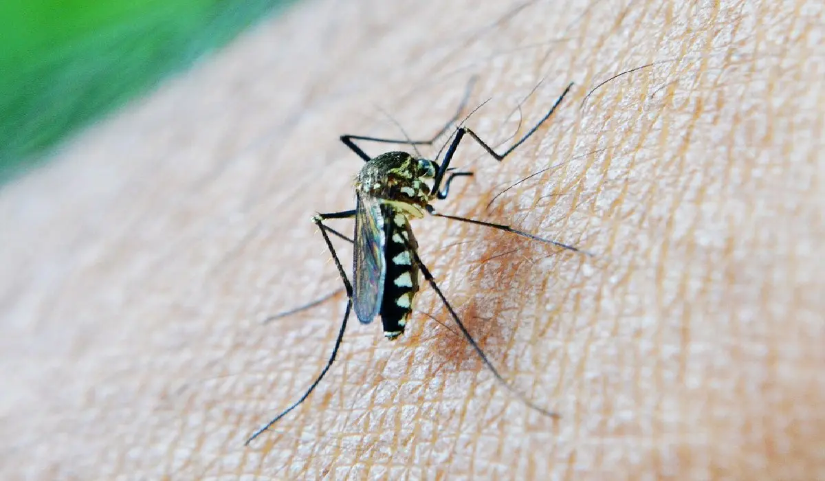 Συναγερμός από κρούσμα ελονοσίας  στην Λάρισα