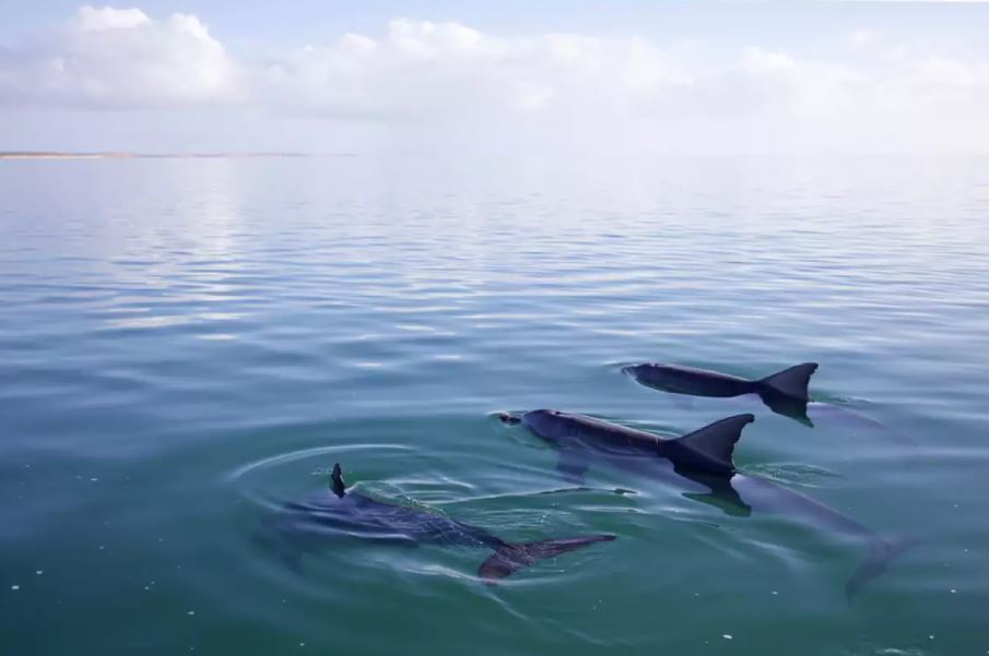 Νεκρά 240 μαυροδέλφινα στη Νέα Ζηλανδία
