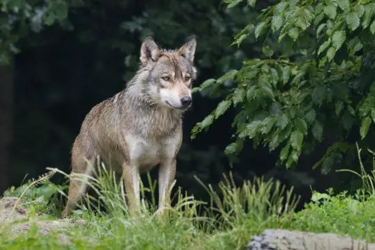 Λύκος «έκοβε» βόλτα έξω από παιδικό σταθμό: Έντρομοι οι γονείς