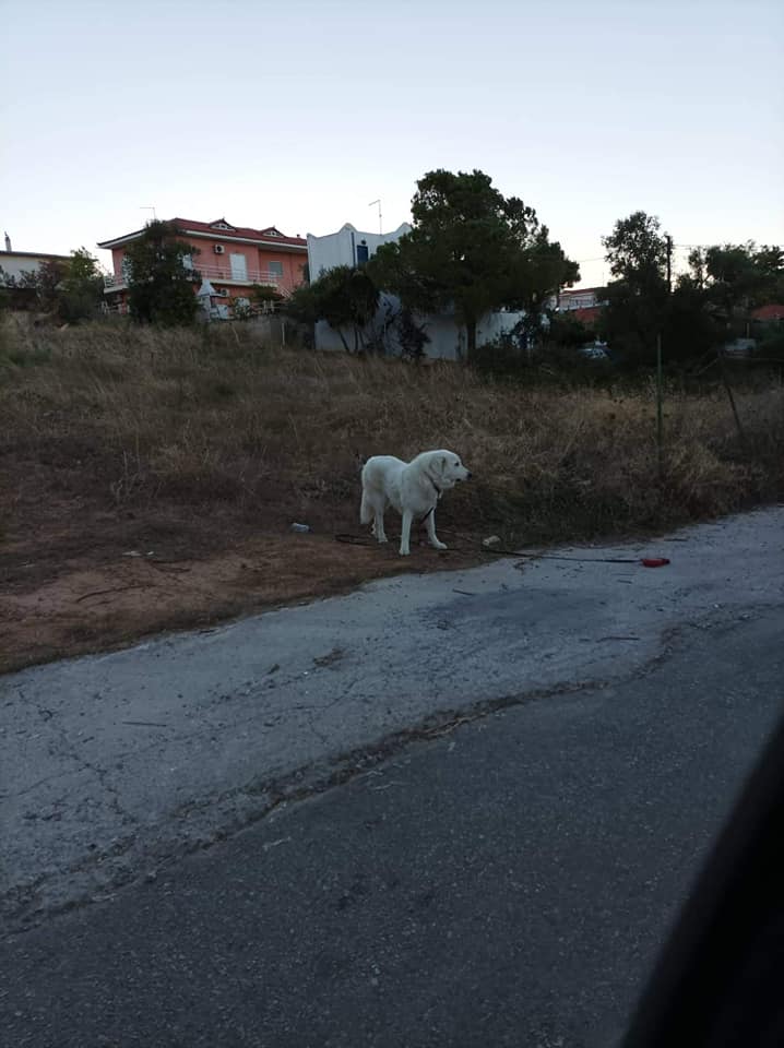 Χαλκίδα: Μικρόσωμος σκύλος περιφέρεται στο δρόμο – Αναζητείται ο κηδεμόνας του