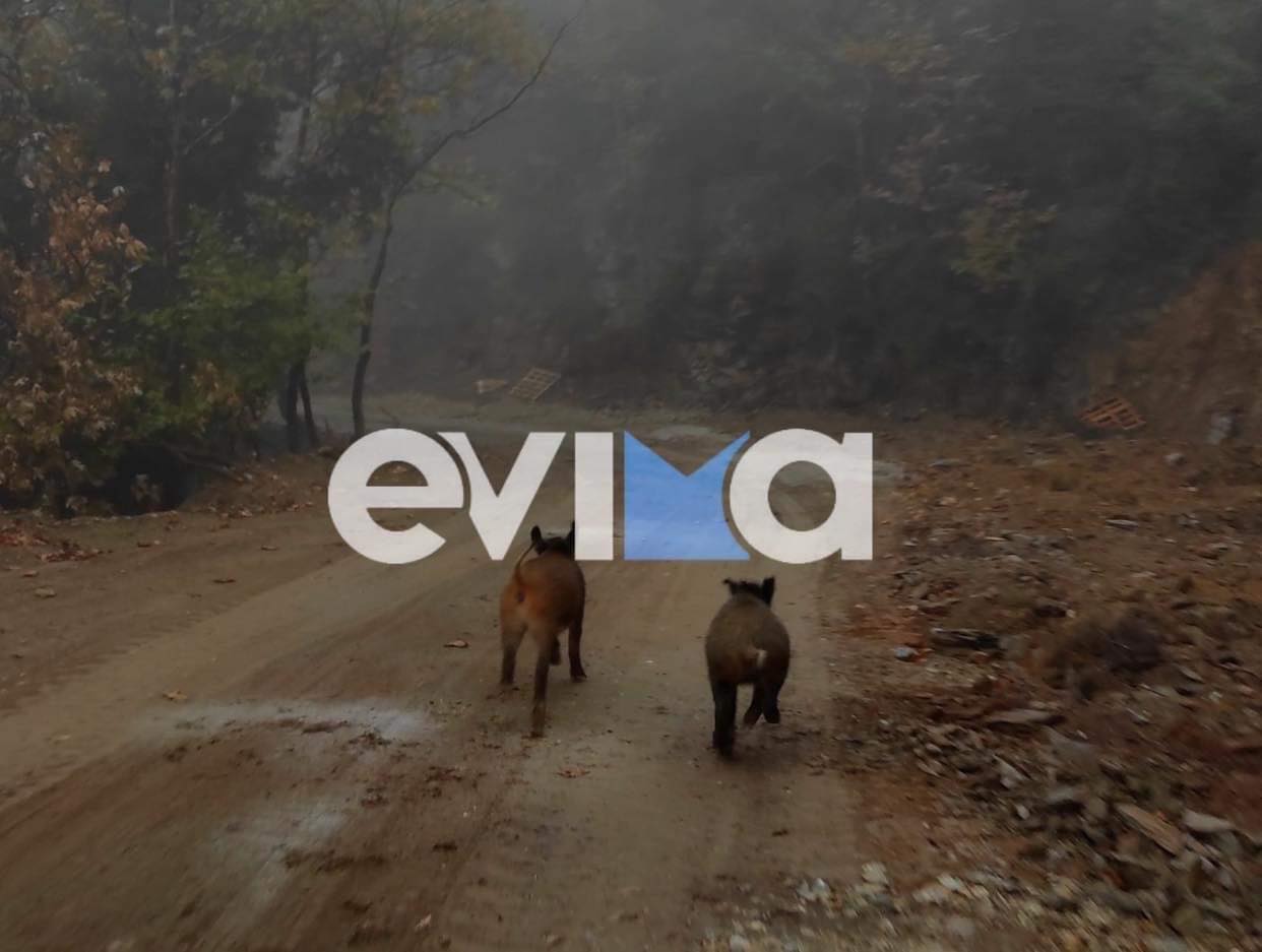 Νότια Εύβοια: Ζευγάρι από αγριογούρουνα κάνει βόλτα στο Όρος ΟΧΗ στην Κάρυστο
