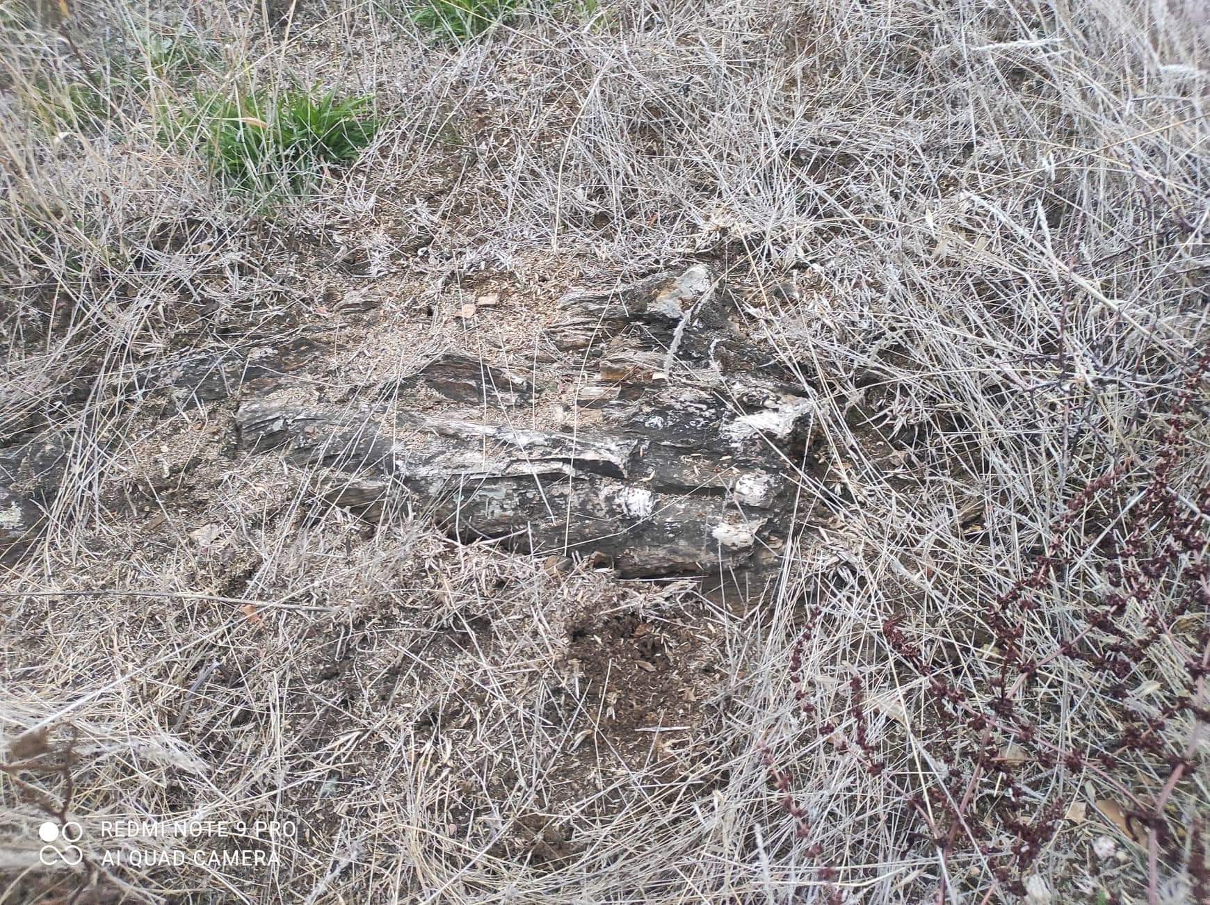 Εύβοια: Ξεκινούν οι ανασκαφές στο απολιθωμένο δάσος της Κερασιάς- H ανάρτηση Γιώργου Τσαπουρνιώτη