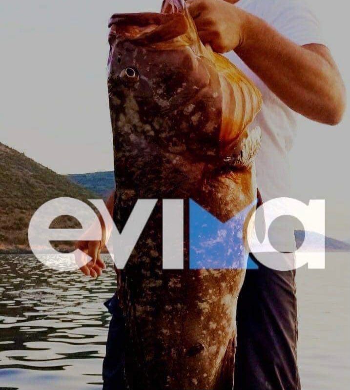 Εύβοια: Αυτό θα πει καλή ψαριά! – Έπιασε ροφό 15 κιλά με καλάμι
