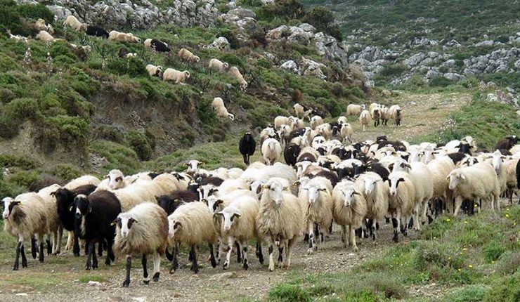 Εύβοια: Σε απόγνωση οι κτηνοτρόφοι – Σφάζουν τα ζώα για να μειώσουν το κόστος