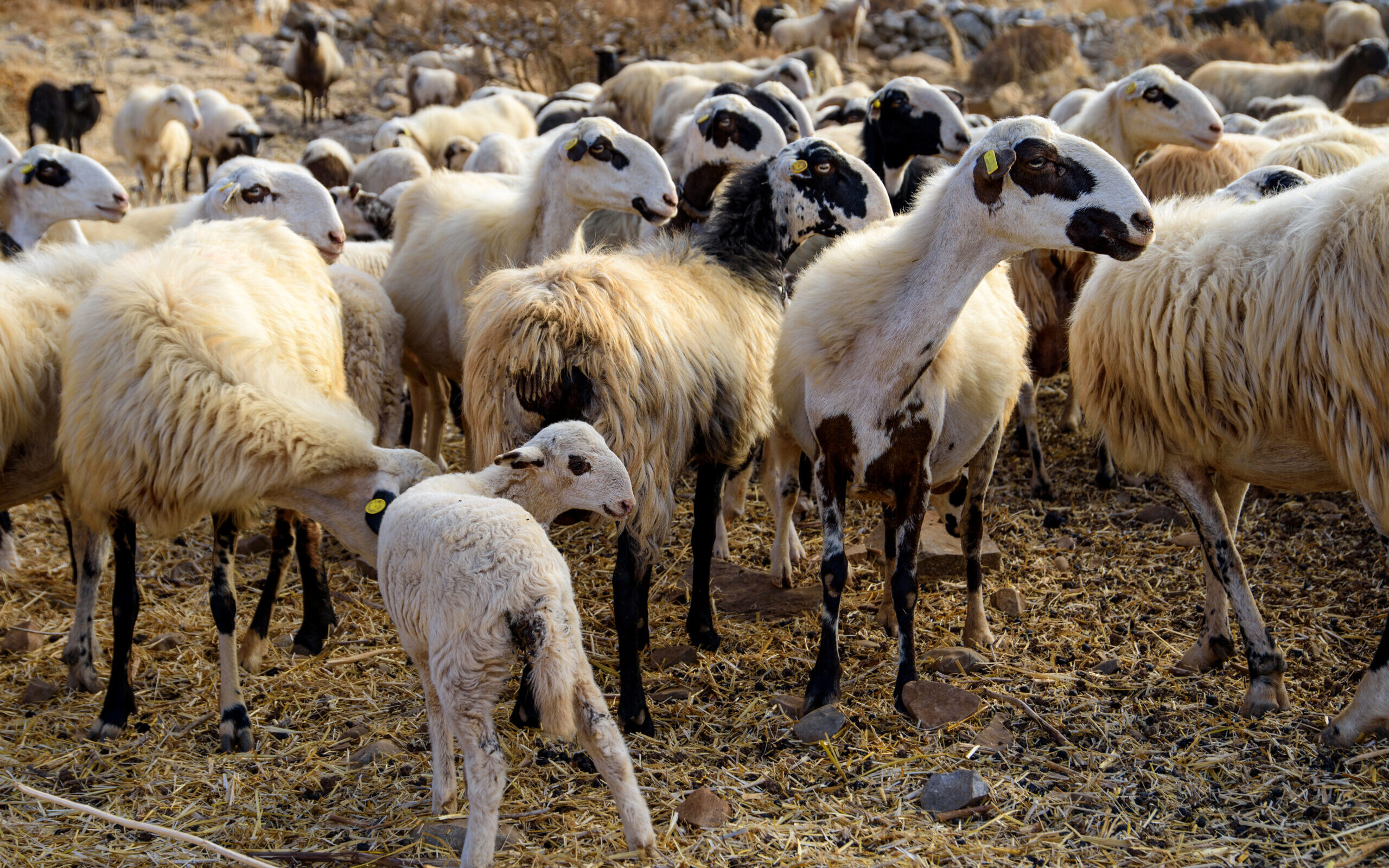 Εστίες ευλογιάς προβάτων στην Τουρκία – Τι να προσέχουν οι κτηνοτρόφοι