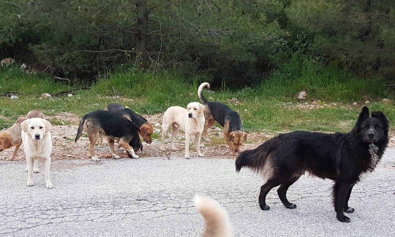 Χαλκίδα: Έκανε ράμματα στο πόδι από δάγκωμα σκύλων