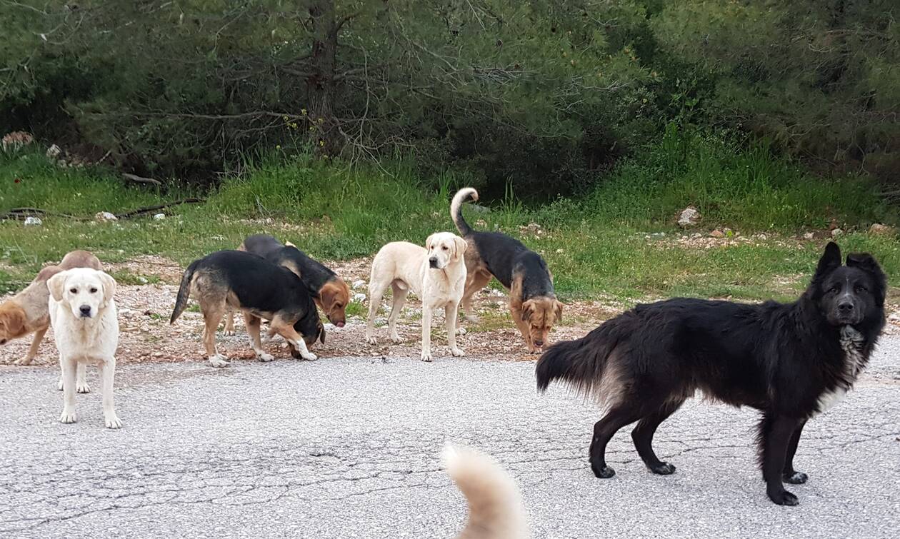 Εύβοια: Αδέσποτα σκυλιά επιτέθηκαν σε γυναίκα – Μεταφέρθηκε αιμόφυρτη στο Κέντρο Υγείας