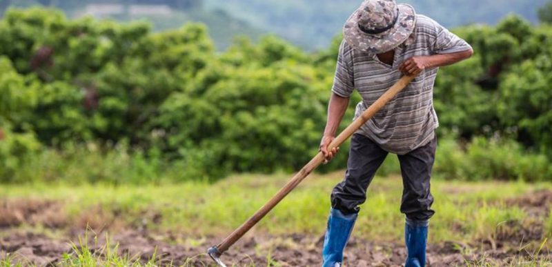 Οικονομική ενίσχυση για εκμετάλλευση αγροτικών καλλιεργειών στην Εύβοια: Τι πρέπει να ξέρετε