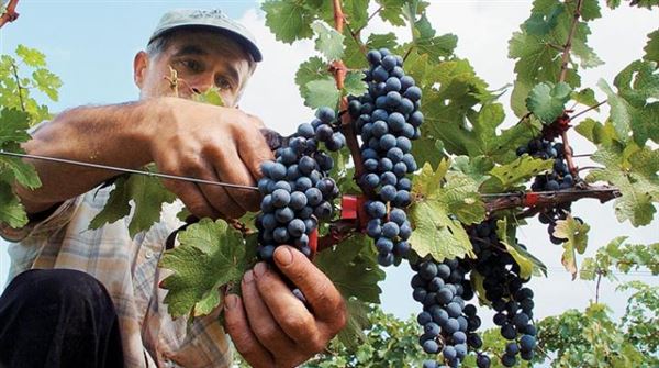 Εύβοια: Mέχρι πότε πρέπει να γίνουν οι δηλώσεις συγκομιδής σταφυλιών