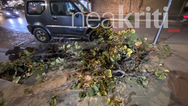 Παραλίγο τραγωδία: Δέντρο έπεσε δίπλα από διανομέα