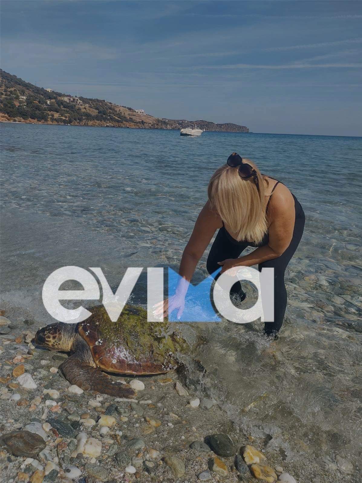 Εύβοια: Χελώνα καρέτα – καρέτα βγήκε τραυματισμένη στην παραλία της Λιανής Άμμου (pics)