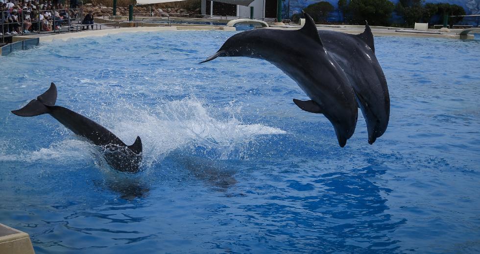 Αντιδράσεις για τα δελφίνια στο Αττικό Ζωολογικό Πάρκο – Η ανάρτηση που προκάλεσε οργή