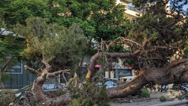 Από θαύμα σώθηκε διανομέας μετά από πτώση δέντρου