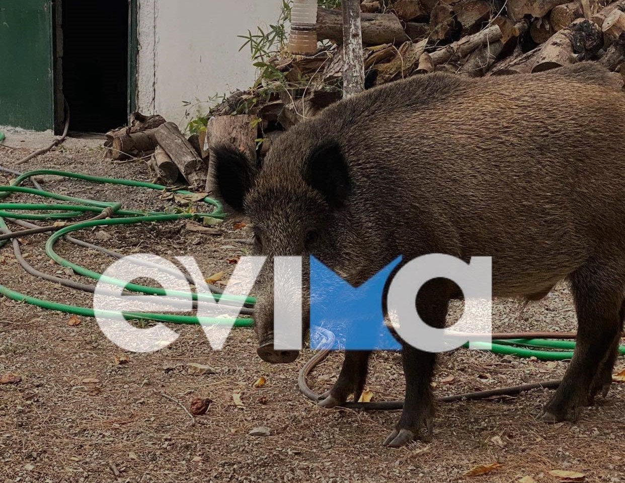 Εύβοια: Αγριογούρουνα εισέβαλαν σε αυλή σπιτιού και ρήμαξαν όλα τα οπωροφόρα