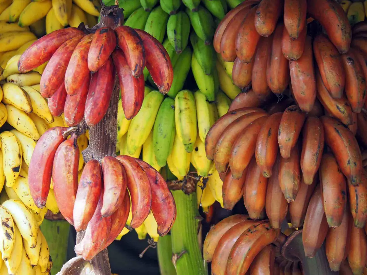 Τι συμβαίνει με τους χαμένους προγόνους της μπανάνας – Γιατί ανησυχούν οι επιστήμονες