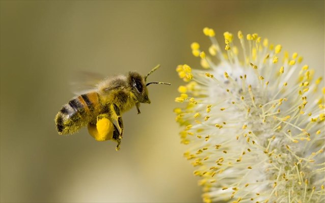 Εργάτης κατέρρευσε από τσίμπημα μέλισσας: Τι λέει η γιατρός που τον έσωσε