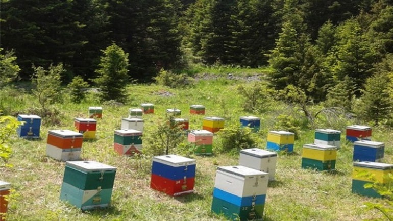 Εύβοια: Τι πρέπει να προσέξουν οι ενεργοί μελισσοκόμοι – Ποιοι κινδυνεύουν με πρόστιμο