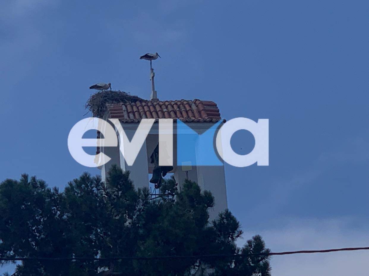 Εύβοια: Αυτό το χωριό προτιμούν οι πελαργοί (εικόνες)