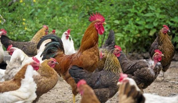 Εύβοια: Ανάστατοι οι κάτοικοι με τους επιτήδειους που κλέβουν… κότες
