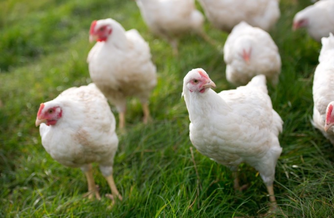 Γρίπη των πτηνών: Σαρώνει την Ολλανδία – 300.000 πουλερικά οδηγούνται στο σφαγείο