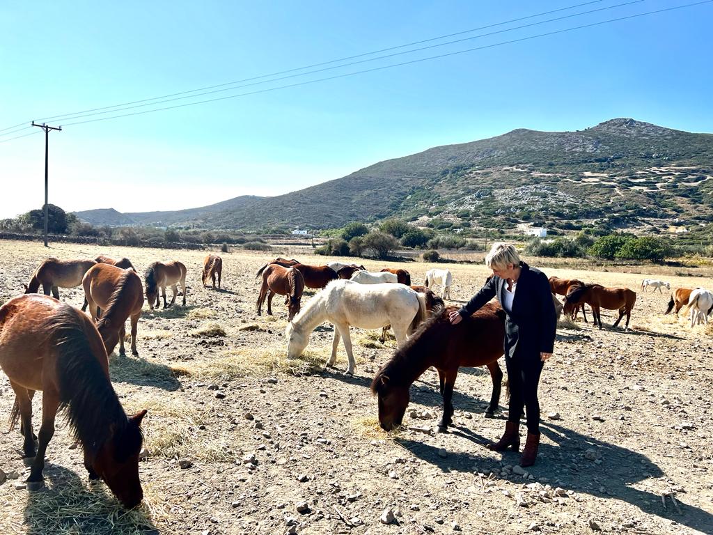 Σκύρος: Μια σπουδαία πρωτοβουλία της Σοφίας Νικολάου για τα σκυριανά αλογάκια