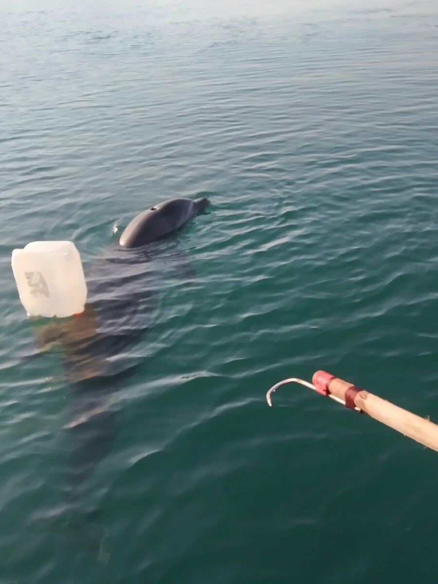 Παγιδευμένο δελφίνι σε δίχτυα σώθηκε από το Λιμενικό