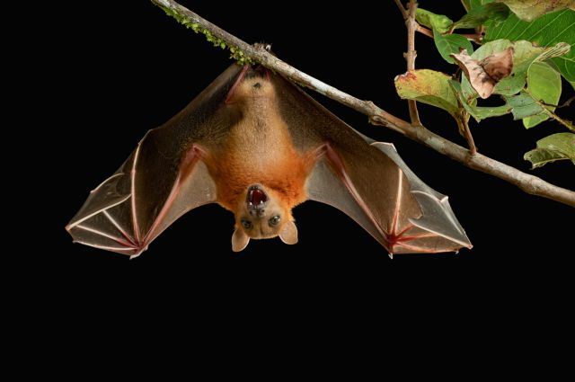 Νυχτερίδες: Γιατί αποτελούν απειλή για τον άνθρωπο