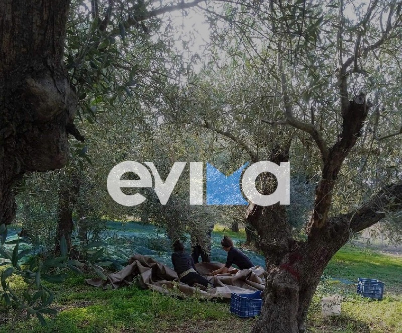 Φωτιά η τιμή του ελαιολάδου στην Εύβοια: Πώς θα βγάλουν το κέρδος τους οι ελαιοπαραγωγοί