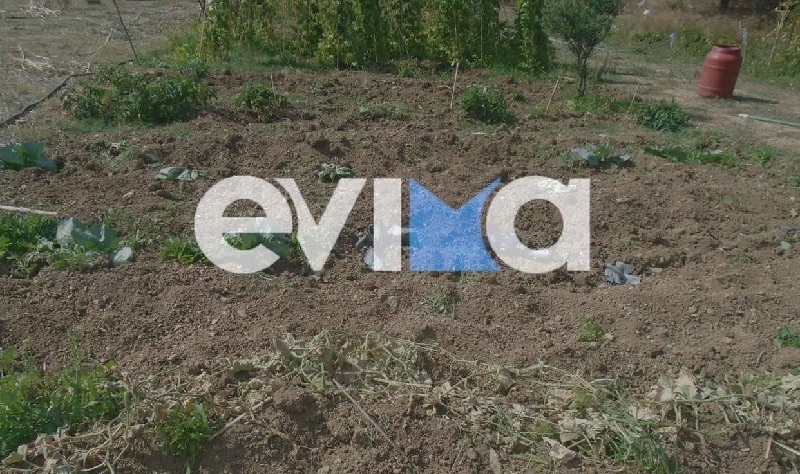 Εύβοια: Ρημάζουν καλλιέργειες τα αγριογούρουνα – Κραυγή απόγνωσης από τους αγρότες