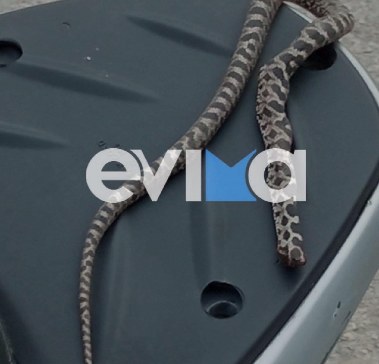 Τρόμος στην Εύβοια: Πήγε να τον δαγκώσει φίδι την ώρα που σήκωσε τα ξύλα