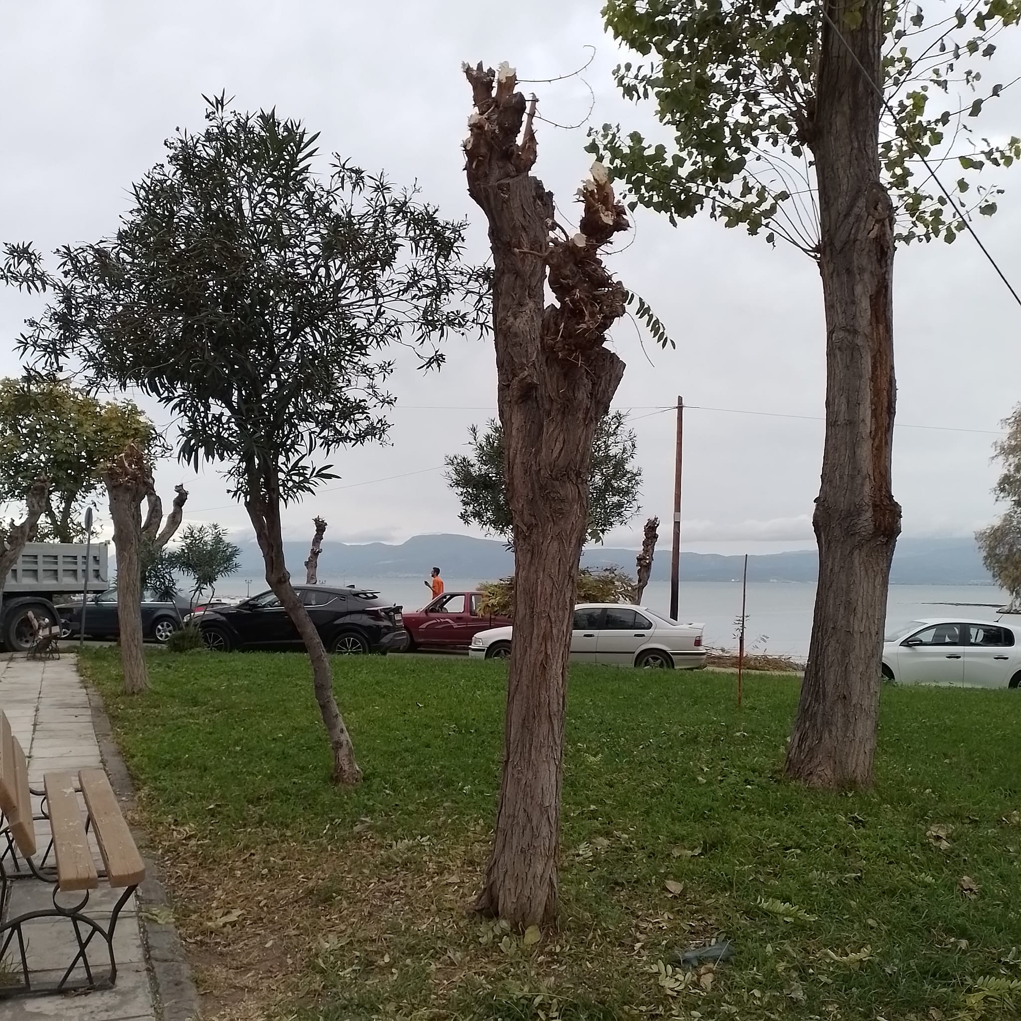 Χαλκίδα: Πετσόκοψαν τα δέντρα σε κεντρικά σημεία της πόλης -«Αυτό είναι κλάδεμα;»