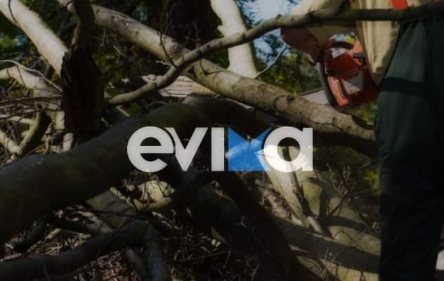 Συναγερμός στην Εύβοια: Δέντρο καταπλάκωσε δασεργάτη