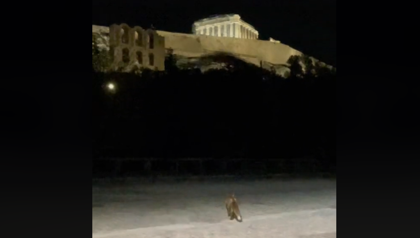 Αλεπού «βολτάρει» στην Ακρόπολη – Δείτε βίντεο