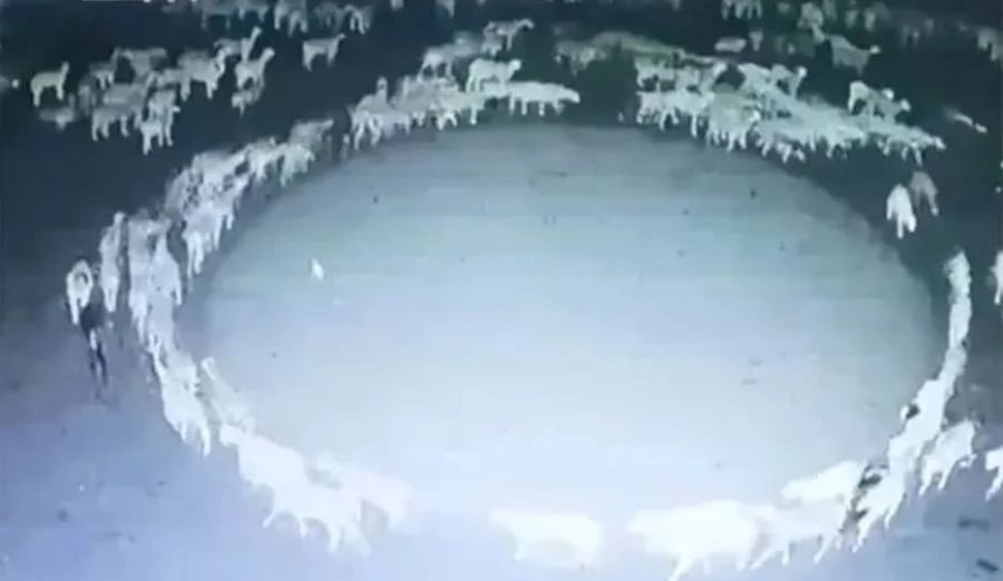 «Παράξενο» βίντεο με πρόβατα που περπατούν σε σχεδόν τέλειο κύκλο επί 12 ημέρες σε φάρμα