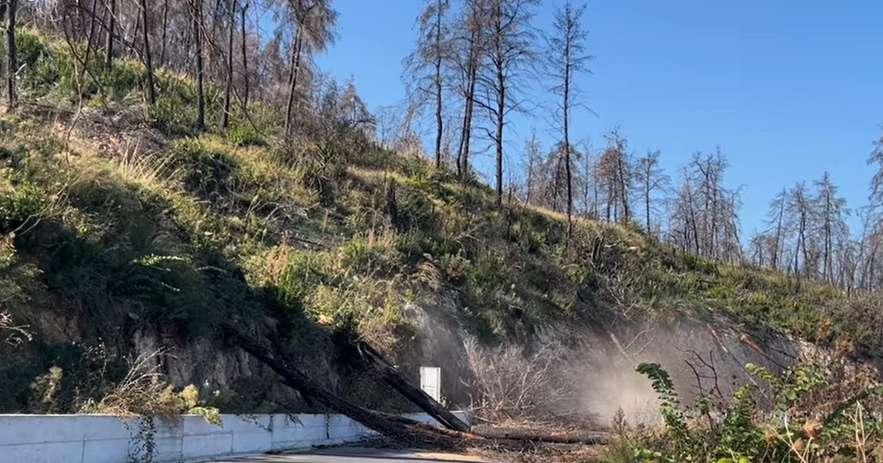 Εύβοια: Κοπή καμένων δέντρων και στον δήμο Ιστιαίας- Αιδηψού