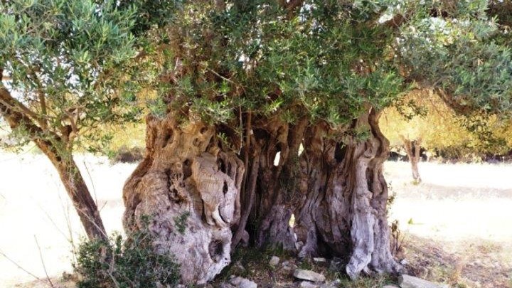 Δείτε σε ποια περιοχή εντοπίστηκε ελαιόδεντρο ηλικίας άνω των 2.000 ετών