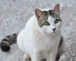 Κτηνωδία: Ασυνείδητος σκοτώνει γάτες με καραμπίνα