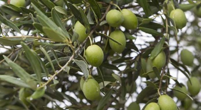 Ο παραγωγός που μαζεύει ελιές παίζοντας κλαρίνο