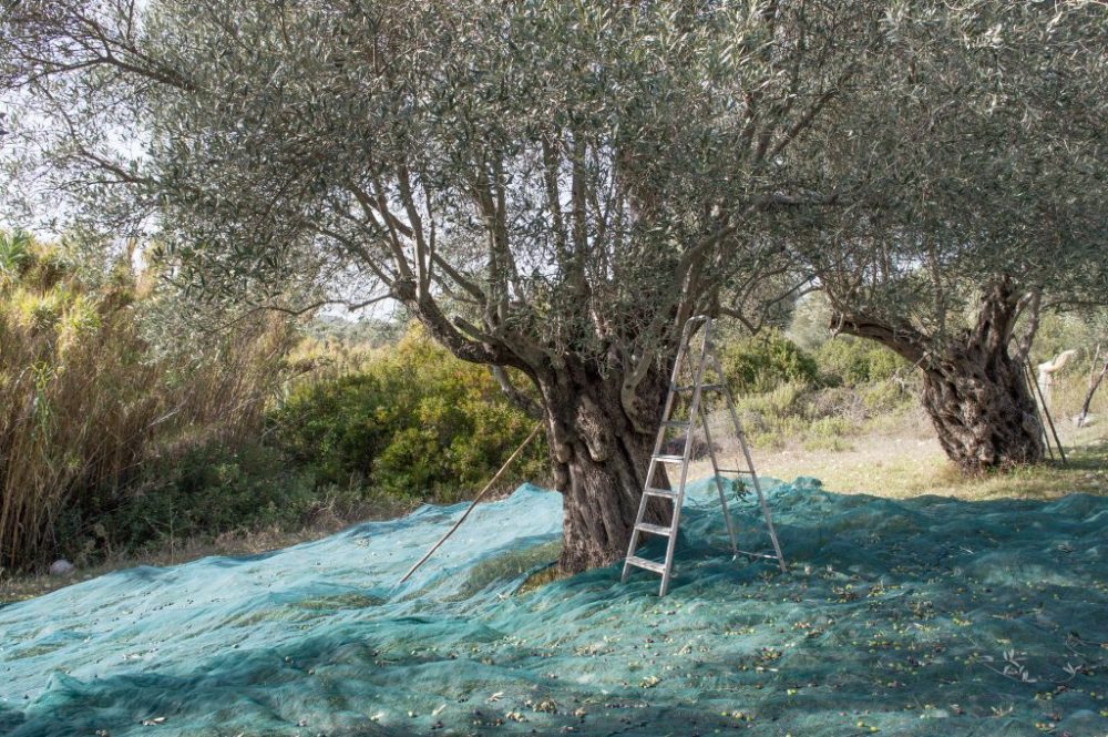 Πέθανε στο χωράφι την ώρα που μάζευε ελιές