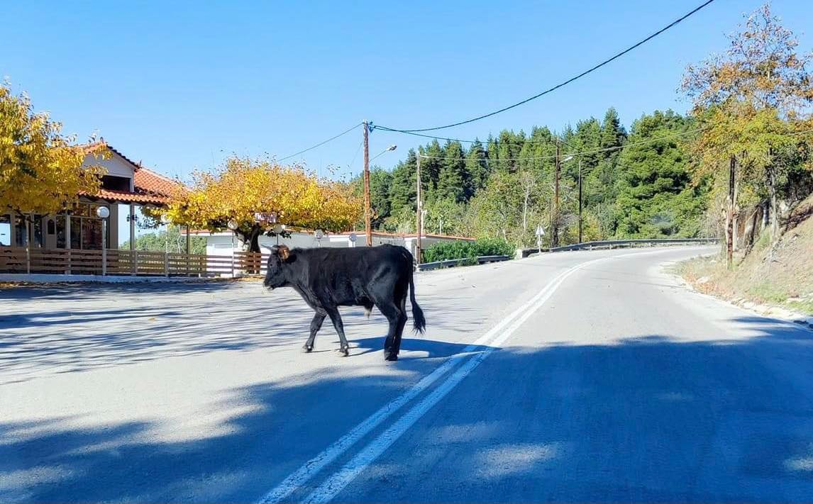 Προσοχή! Μοσχάρι έκανε βόλτες σε κεντρικό δρόμο της Εύβοιας