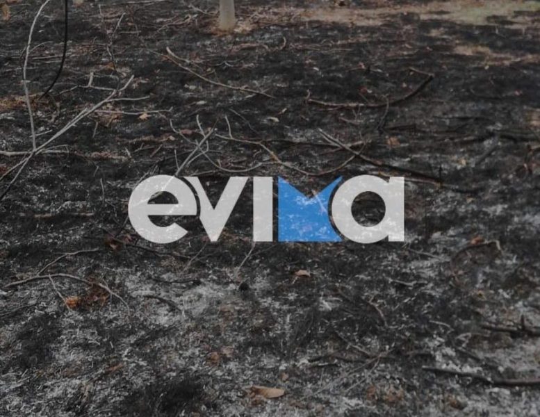 Βόρεια Εύβοια: H αυτοψία της Greenpeace, δυόμιση χρόνια μετά τις καταστροφικές πυρκαγιές