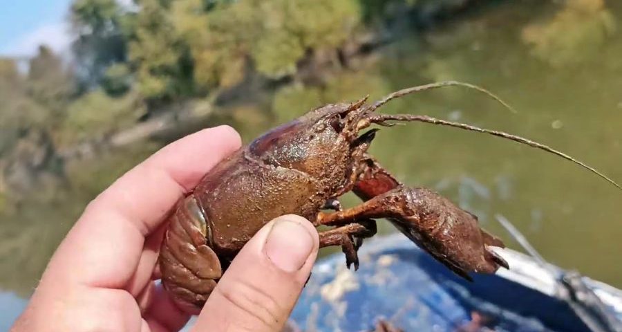 Ποιος ποταμός γέμισε καραβίδες και καβούρια- Γιατί συμβαίνει αυτό