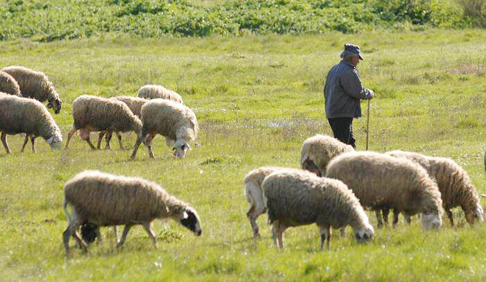 Έκτακτη οικονομική ενίσχυση για κτηνοτρόφους: Τι ισχύει για την Βόρεια Εύβοια