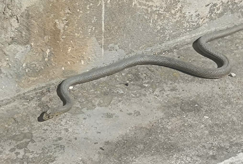 Τρόμος στην Εύβοια: Έκανε βόλτες στην αυλή του ένα τεράστιο φίδι