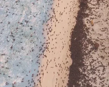Μετόχι: Επιδρομή σκαθαριών σε σπίτια – Εμφανίστηκαν χιλιάδες έντομα