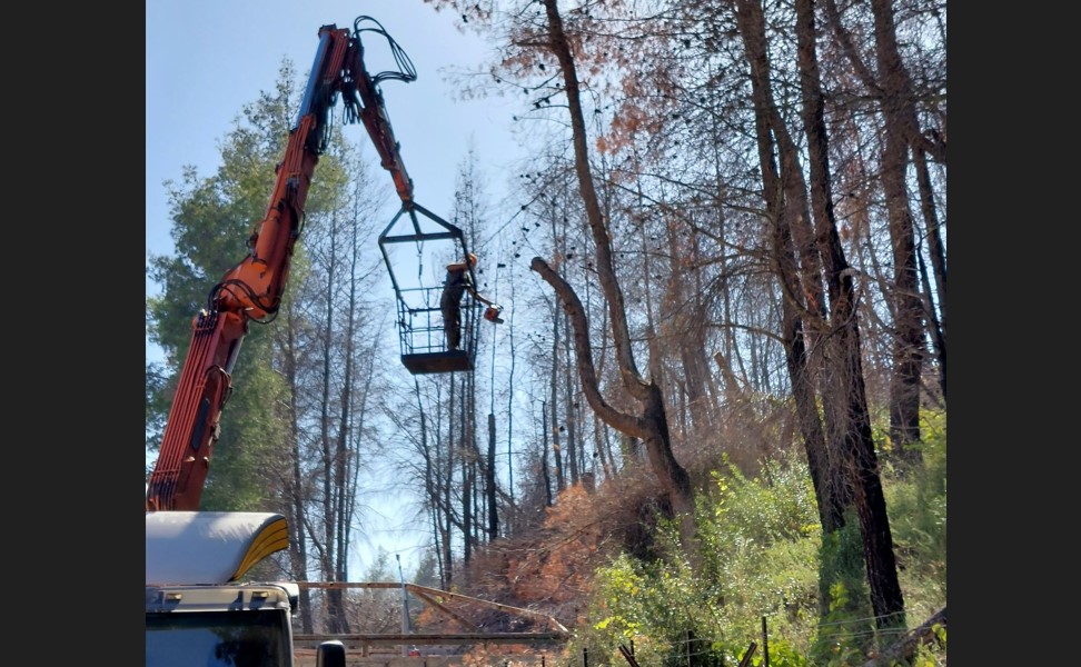 Εύβοια: Στην κοπή καμένων δέντρων προχώρησε ο δήμος Λίμνης- Μαντουδίου- Αγίας Άννας