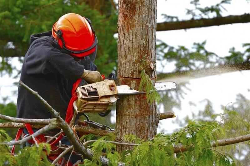 Εύβοια: Συνελήφθησαν οι παράνομοι ξυλοκόποι -Πελεκούσαν σε ξένα χωράφια και κατέστρεψαν αιωνόβια δέντρα