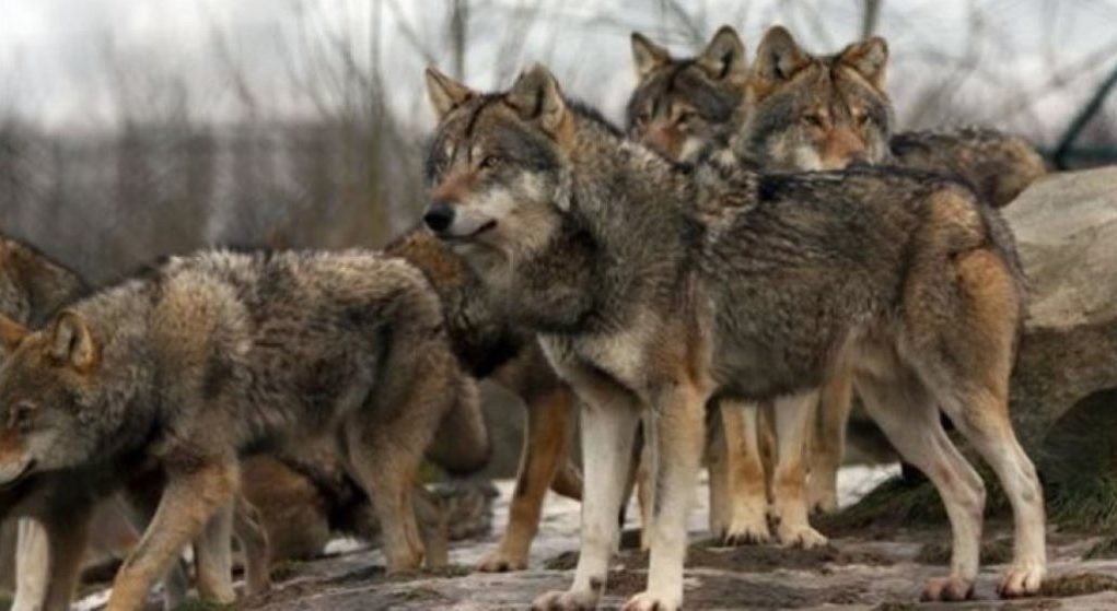 Εύβοια: Προσοχή! Αγέλη λύκων καταβροχθίζει σκυλιά από αυλές σπιτιών