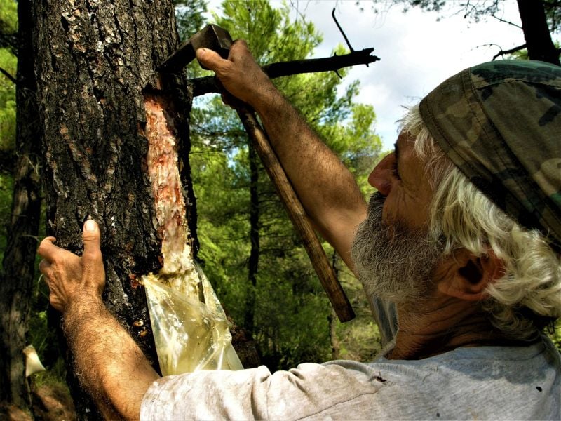 «Κραυγή» αγανάκτησης από τους ρετσινάδες Ευβοίας μετά τον θάνατο του υλοτόμου στη Λίμνη