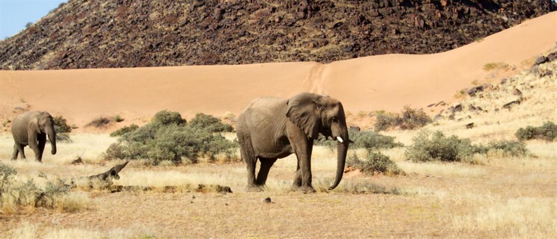 Ελέφαντας σκότωσε φύλακα ζωολογικού πάρκου